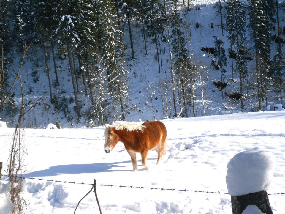 Pony im Schnee