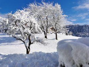 Bäume im Schnee